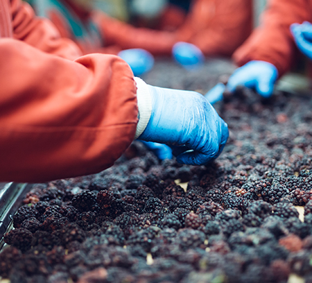 organic food production